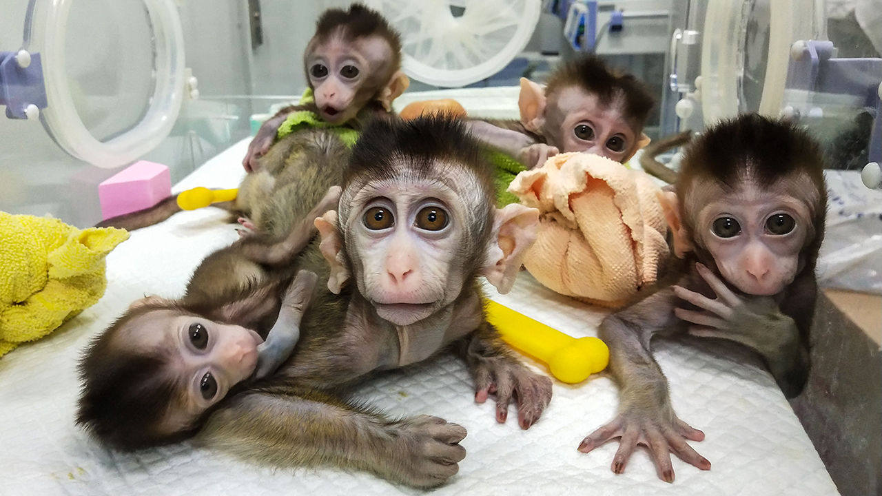 unethical monkey experiment